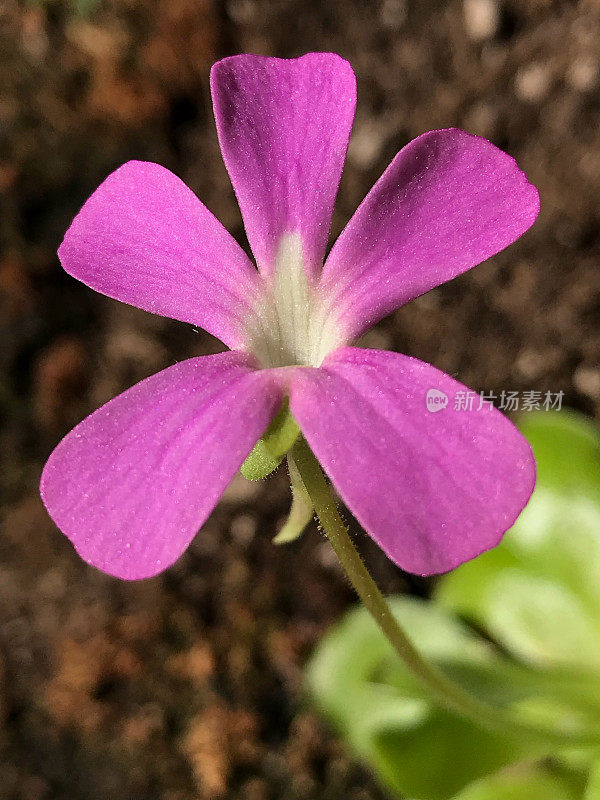 butterwora肉食性植物Pinguicula 'Weser